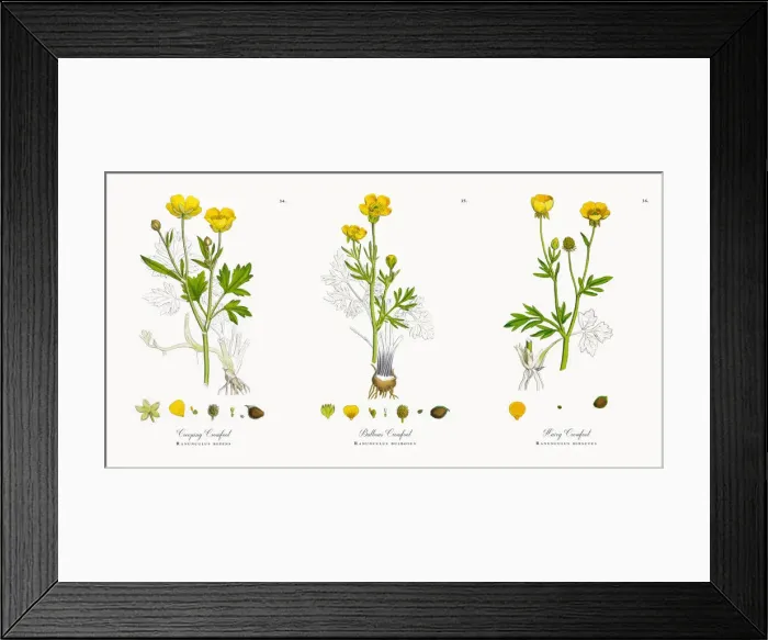 Framed Print : Creeping Crowfoot, Ranunculus repens, Victorian Botanical Illustration, 1863 Framed Print : Creeping Crowfoot, Ranunculus repens, Victorian Botanical Illustration, 1863