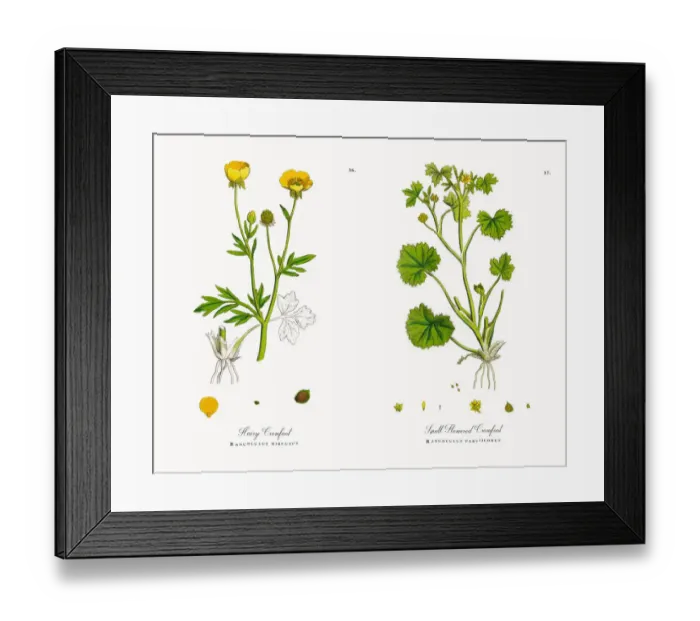 Framed Print : Hairy Crowfoot, Ranunculus hirsutus, Victorian Botanical Illustration, 1863 Framed Print : Hairy Crowfoot, Ranunculus hirsutus, Victorian Botanical Illustration, 1863
