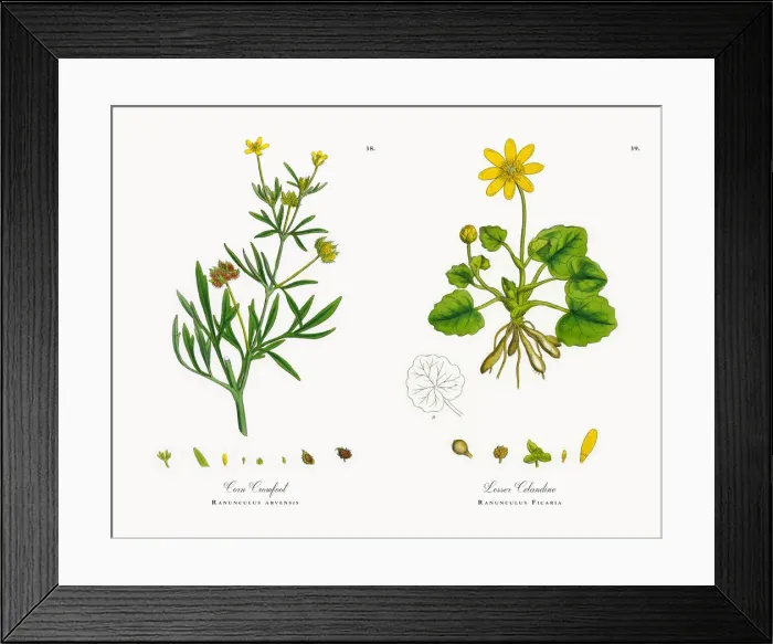Framed Print : Corn Crowfoot, Ranunculus arvensis, Victorian Botanical Illustration, 1863