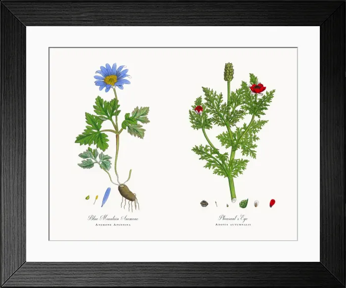 Framed Print : Pheasantas Eye, Adonis autumnalis, Victorian Botanical Illustration, 1863 Framed Print : Pheasantas Eye, Adonis autumnalis, Victorian Botanical Illustration, 1863