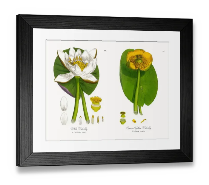 Framed Print : White Waterlily, Nymphaea alba, Victorian Botanical Illustration, 1863 Framed Print : White Waterlily, Nymphaea alba, Victorian Botanical Illustration, 1863