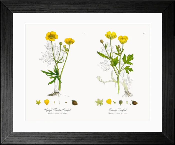 Framed Print : Upright Meadow Crowfoot, Ranunculus eu-acris, Victorian Botanical Illustration, 1863 Framed Print : Upright Meadow Crowfoot, Ranunculus eu-acris, Victorian Botanical Illustration, 1863