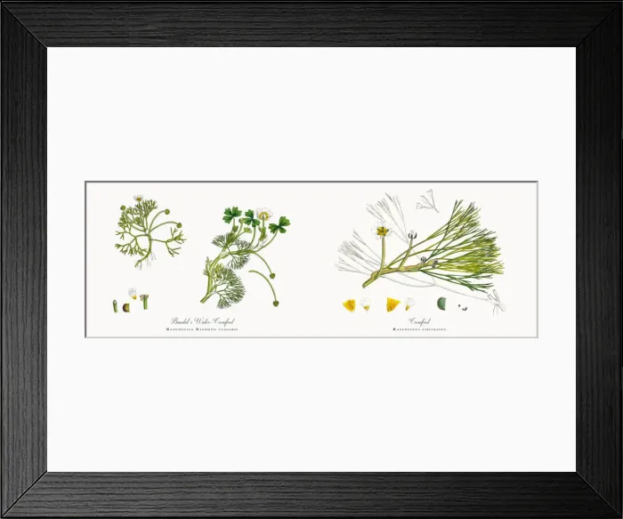 Framed Print : Baudotas Water Crowfoot, Ranunculus Baudotii vulgaris, Victorian Botanical Illustration, 1863 Framed Print : Baudotas Water Crowfoot, Ranunculus Baudotii vulgaris, Victorian Botanical Illustration, 1863