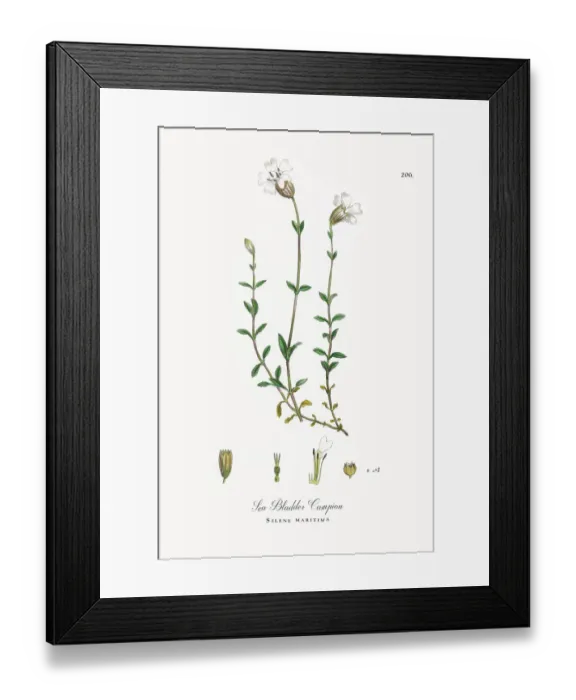 Framed Print : Sea Bladder Campion, Silene maritima, Victorian Botanical Illustration, 1863