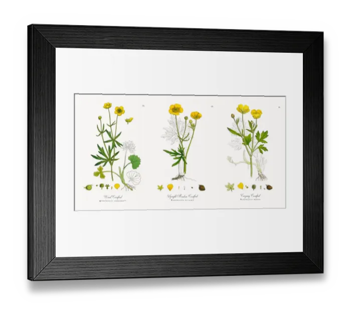 Framed Print : Wood Crowfoot, Ranunculus auricornus, Victorian Botanical Illustration, 1863 Framed Print : Wood Crowfoot, Ranunculus auricornus, Victorian Botanical Illustration, 1863