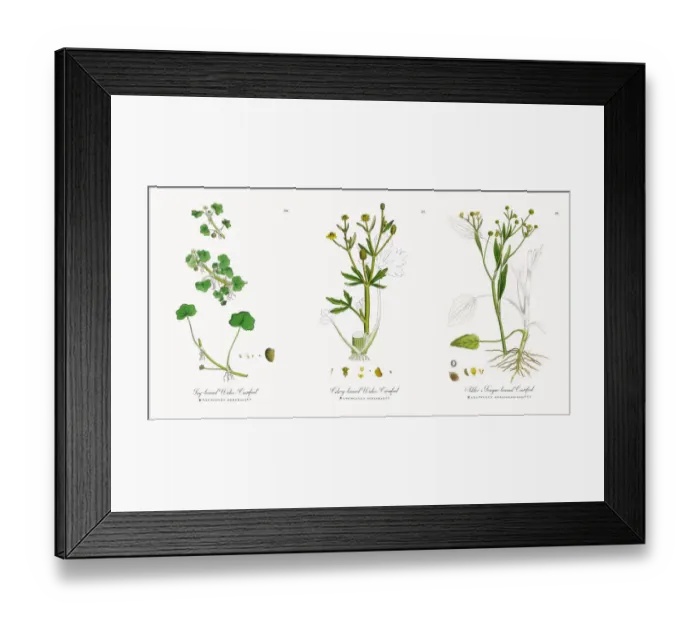 Framed Print : Ivy-leaved Water Crowfoot, Ranunculus hederaceus, Victorian Botanical Illustration, 1863