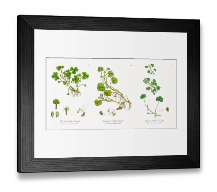 Framed Print : Three-lobed Water Crowfoot, Ranunculus tripartitus, Victorian Botanical Illustration, 1863 Framed Print : Three-lobed Water Crowfoot, Ranunculus tripartitus, Victorian Botanical Illustration, 1863