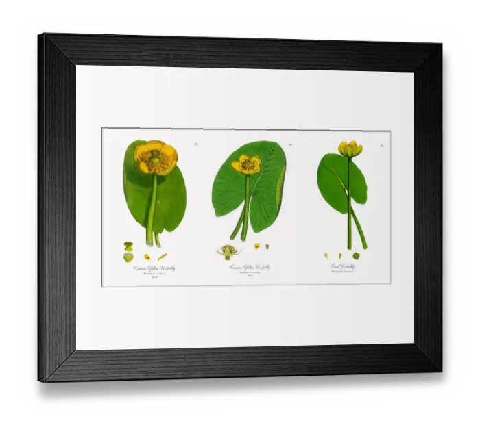 Framed Print : Common Yellow Waterlily, Nuphar lutea, Victorian Botanical Illustration, 1863 Framed Print : Common Yellow Waterlily, Nuphar lutea, Victorian Botanical Illustration, 1863