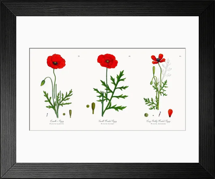 Framed Print : Lamotteas Poppy, Papaver Lamottei, Victorian Botanical Illustration, 1863