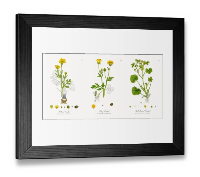 Framed Print : Bulbous Crowfoot, Ranunculus bulbosus, Victorian Botanical Illustration, 1863 Framed Print : Bulbous Crowfoot, Ranunculus bulbosus, Victorian Botanical Illustration, 1863