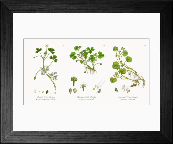 Framed Print : Baudotas Water Crowfoot, Ranunculus Baudotii confusa, Victorian Botanical Illustration, 1863 Framed Print : Baudotas Water Crowfoot, Ranunculus Baudotii confusa, Victorian Botanical Illustration, 1863