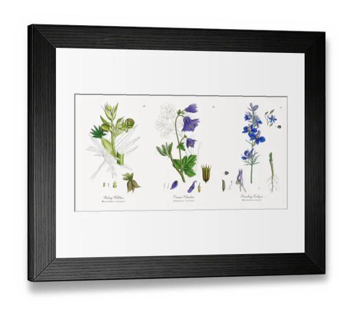 Framed Print : Stinking Hellebore, Helleborus foetidus, Victorian Botanical Illustration, 1863
