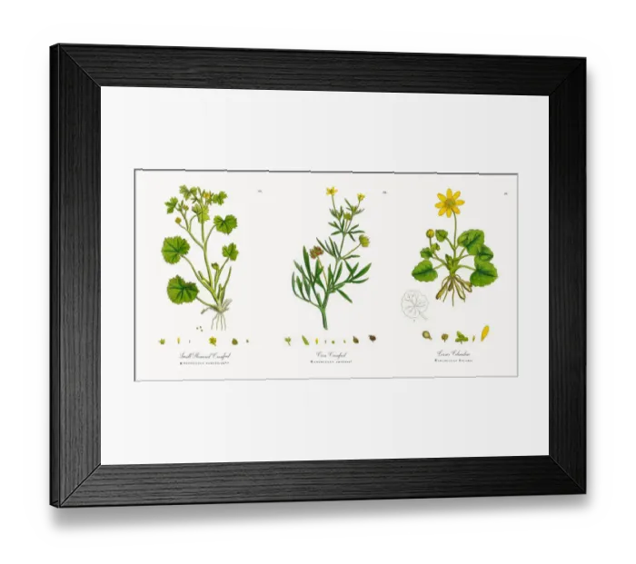 Framed Print : Small Flowered Crowfoot, Ranunculus parviflorus, Victorian Botanical Illustration, 1863 Framed Print : Small Flowered Crowfoot, Ranunculus parviflorus, Victorian Botanical Illustration, 1863