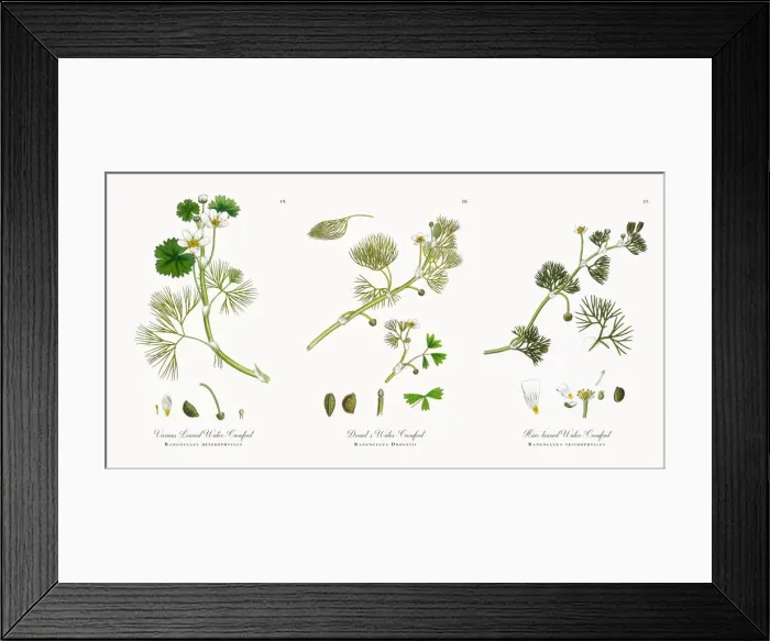 Framed Print : Various Leaved Water Crowfoot, Ranunculus heterophyllus, Victorian Botanical Illustration, 1863 Framed Print : Various Leaved Water Crowfoot, Ranunculus heterophyllus, Victorian Botanical Illustration, 1863