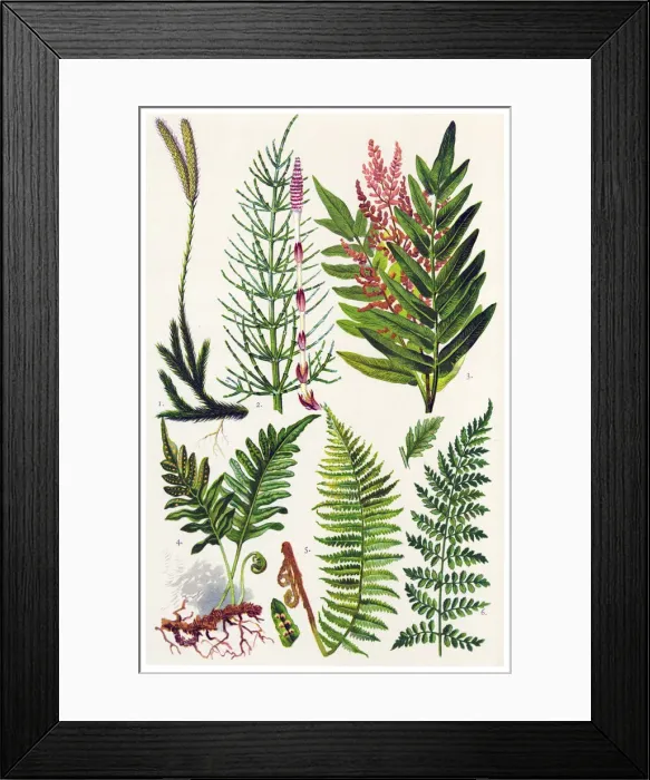 Framed Print : Medicinal and Herbal Plants Framed Print : Medicinal and Herbal Plants