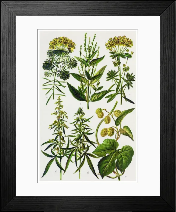 Framed Print : Medicinal and Herbal Plants Framed Print : Medicinal and Herbal Plants