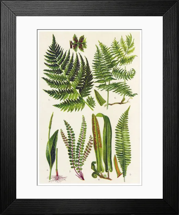 Framed Print : Medicinal and Herbal Plants Framed Print : Medicinal and Herbal Plants