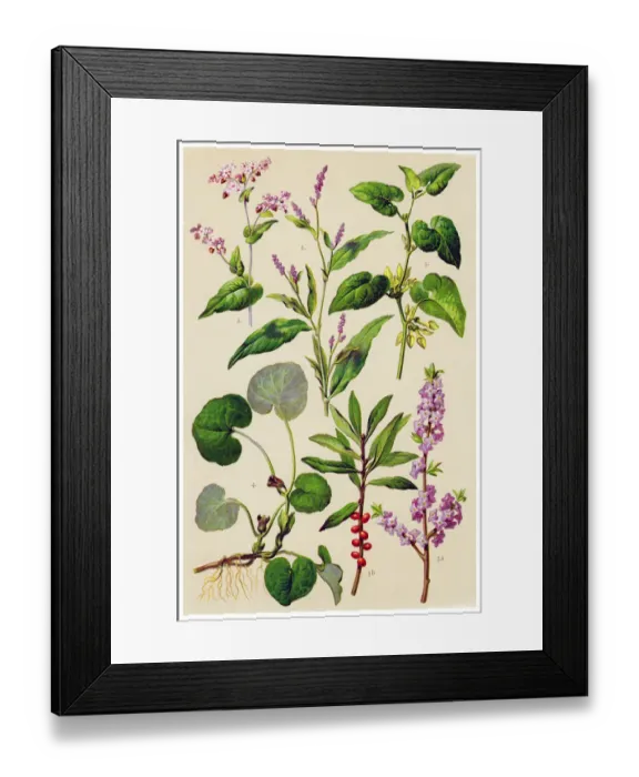 Framed Print : Medicinal and Herbal Plants Framed Print : Medicinal and Herbal Plants