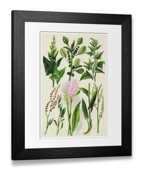 Framed Print : Medicinal and Herbal Plants Framed Print : Medicinal and Herbal Plants