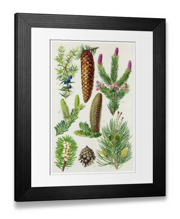 Framed Print : Medicinal and Herbal Plants Framed Print : Medicinal and Herbal Plants