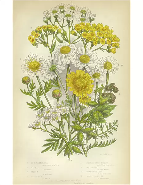 Chamomile, Yarrow, Milfoil, Daisy, Aster, Mayweed, Victorian Botanical Illustration