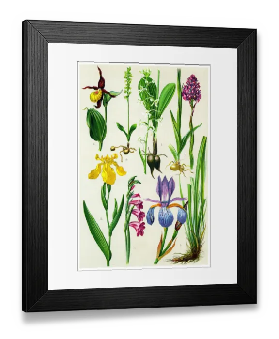 Framed Print : Medicinal and Herbal Plants Framed Print : Medicinal and Herbal Plants