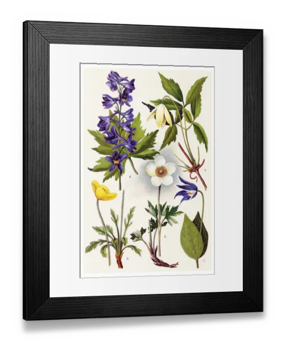 Framed Print : Medicinal and Herbal Plants