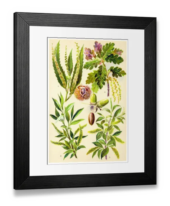 Framed Print : Medicinal and Herbal Plants Framed Print : Medicinal and Herbal Plants