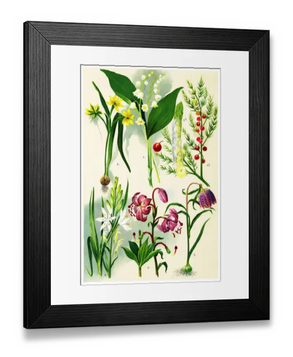 Framed Print : Medicinal and Herbal Plants Framed Print : Medicinal and Herbal Plants
