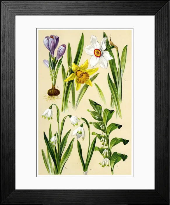 Framed Print : Medicinal and Herbal Plants Framed Print : Medicinal and Herbal Plants