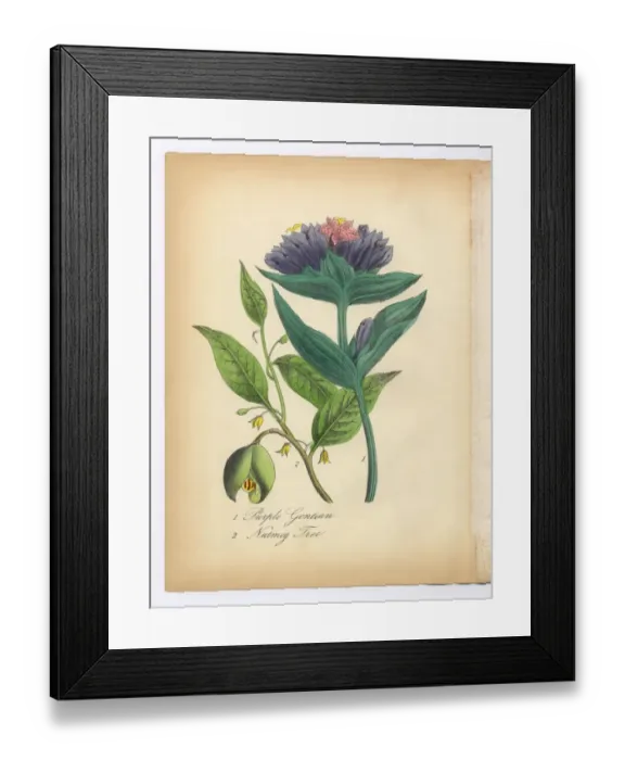Framed Print : Purple Gentian and Nutmeg Tree Victorian Botanical Illustration Framed Print : Purple Gentian and Nutmeg Tree Victorian Botanical Illustration