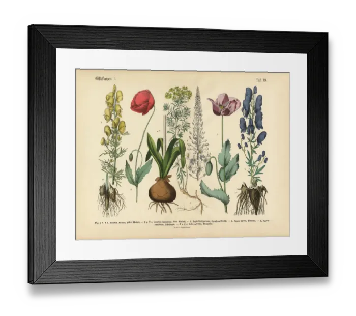 Framed Print : Wildflowers, Poisonous and Toxic Plants, Victorian Botanical Illustration Framed Print : Wildflowers, Poisonous and Toxic Plants, Victorian Botanical Illustration