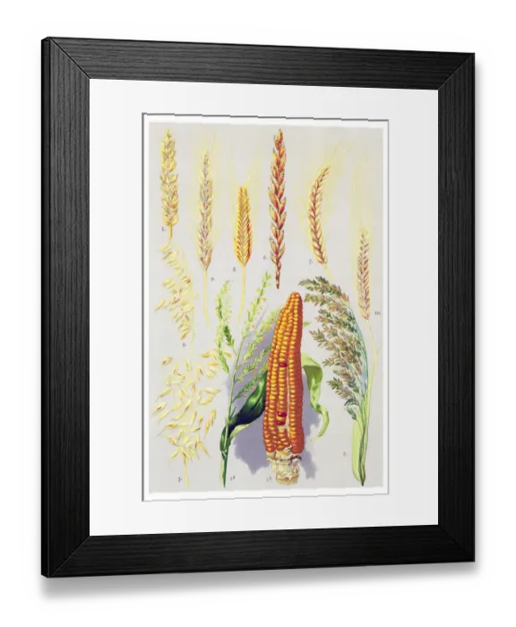 Framed Print : Medicinal and Herbal Plants Framed Print : Medicinal and Herbal Plants
