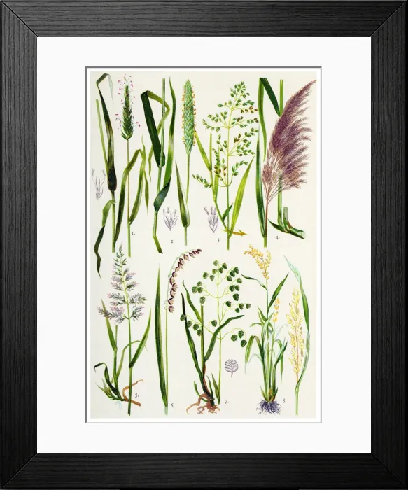 Framed Print : Medicinal and Herbal Plants Framed Print : Medicinal and Herbal Plants