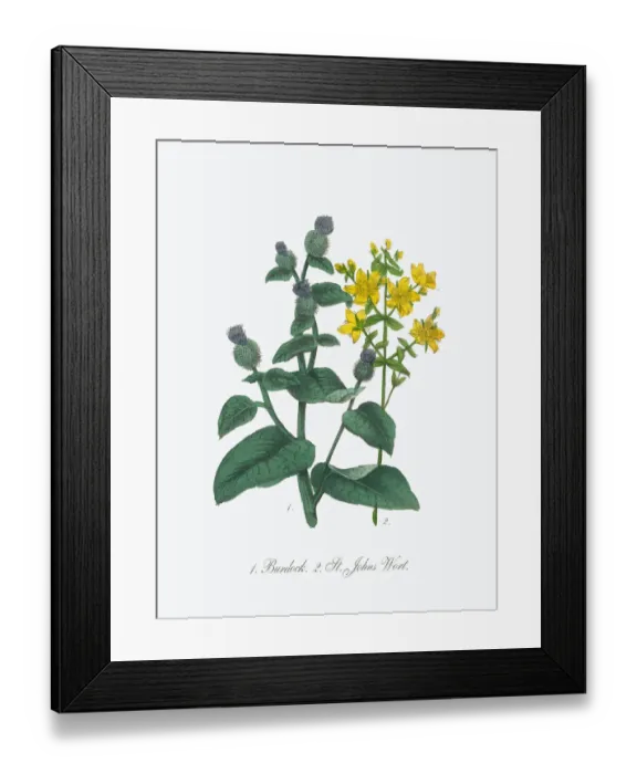 Framed Print : Victorian Botanical Illustration of Burdock and St. Johns Wort Framed Print : Victorian Botanical Illustration of Burdock and St. Johns Wort