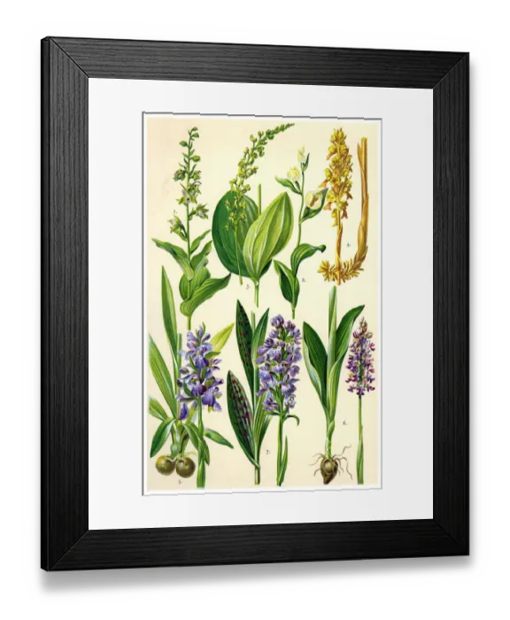 Framed Print : Medicinal and Herbal Plants