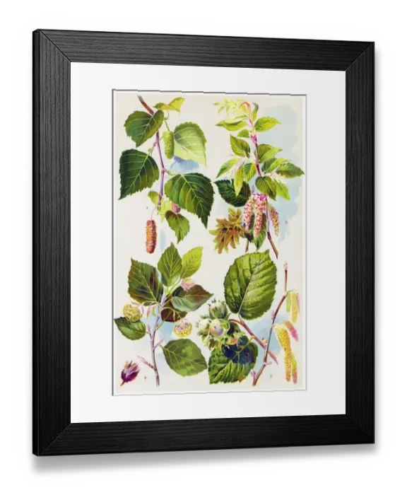 Framed Print : Medicinal and Herbal Plants Framed Print : Medicinal and Herbal Plants