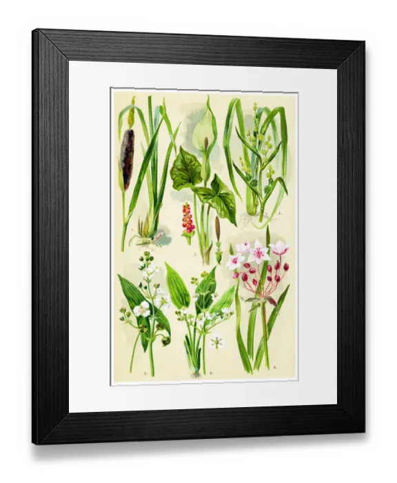 Framed Print : Medicinal and Herbal Plants Framed Print : Medicinal and Herbal Plants