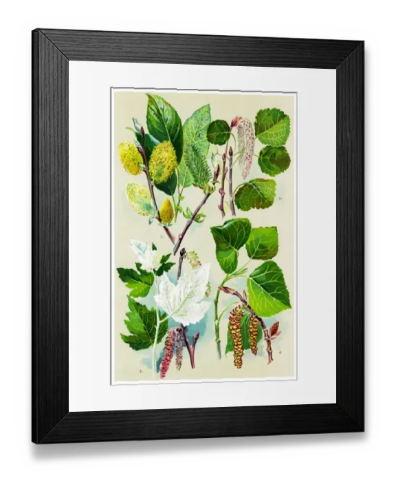 Framed Print : Medicinal and Herbal Plants Framed Print : Medicinal and Herbal Plants
