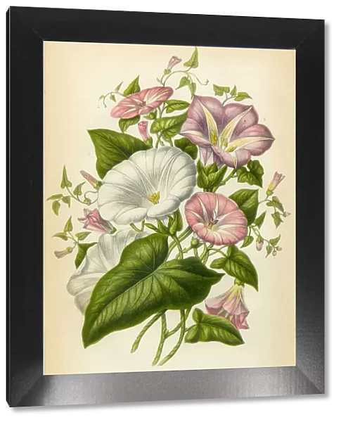 Morning Glory, Bindweed, Victorian Botanical Illustration