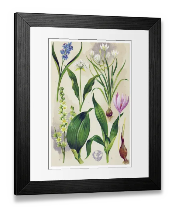 Framed Print : Medicinal and Herbal Plants Framed Print : Medicinal and Herbal Plants