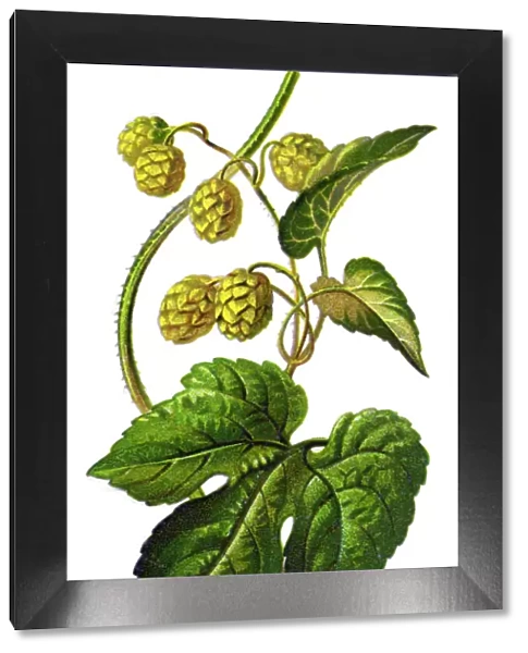hop. Antique illustration of a Medicinal and Herbal Plants