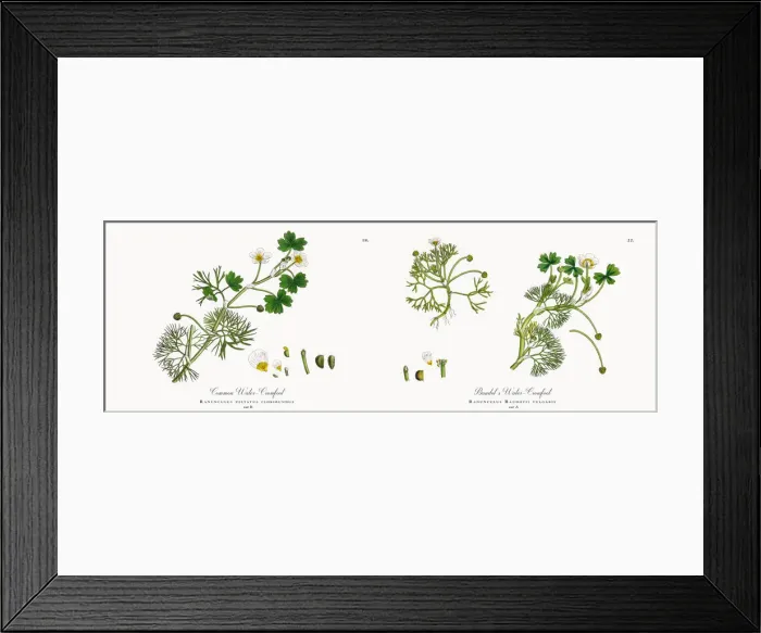 Framed Print : Crowfoot, Ranunculus peltatus floribundus, Victorian Botanical Illustration, 1863 Framed Print : Crowfoot, Ranunculus peltatus floribundus, Victorian Botanical Illustration, 1863