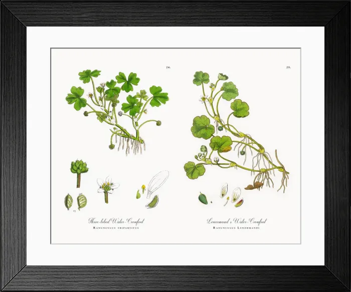 Framed Print : Three-lobed Water Crowfoot, Ranunculus tripartitus, Victorian Botanical Illustration, 1863 Framed Print : Three-lobed Water Crowfoot, Ranunculus tripartitus, Victorian Botanical Illustration, 1863
