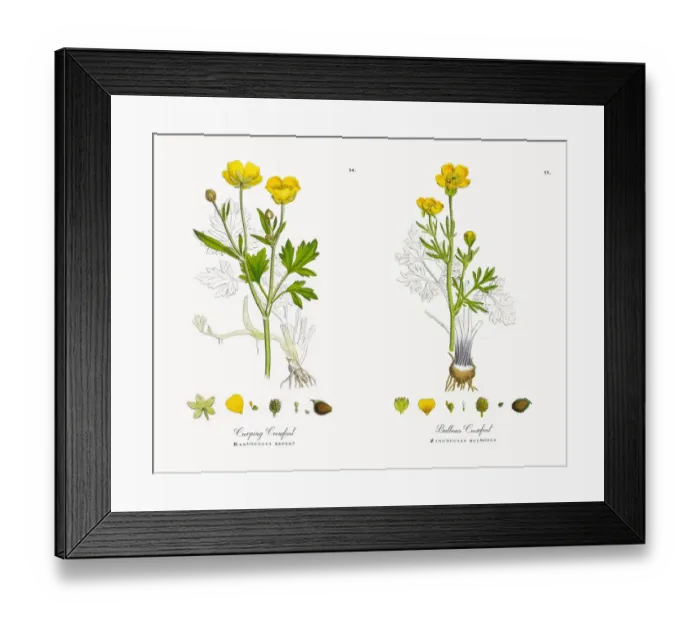 Framed Print : Creeping Crowfoot, Ranunculus repens, Victorian Botanical Illustration, 1863
