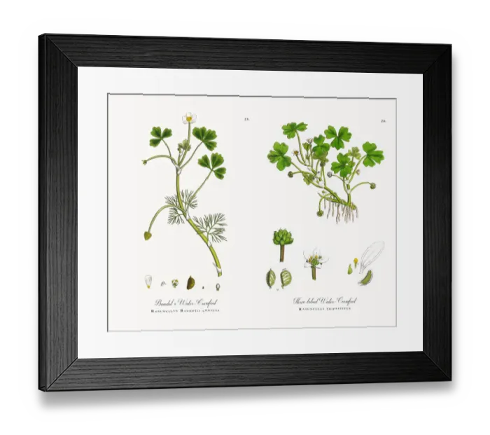 Framed Print : Baudotas Water Crowfoot, Ranunculus Baudotii confusa, Victorian Botanical Illustration, 1863 Framed Print : Baudotas Water Crowfoot, Ranunculus Baudotii confusa, Victorian Botanical Illustration, 1863