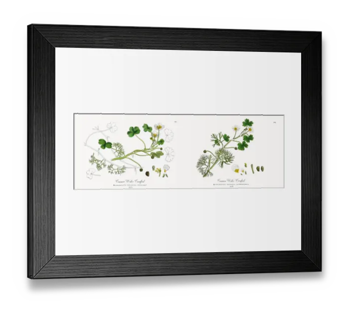 Framed Print : Crowfoot, Ranunculus peltatus vulgaris, Victorian Botanical Illustration, 1863 Framed Print : Crowfoot, Ranunculus peltatus vulgaris, Victorian Botanical Illustration, 1863
