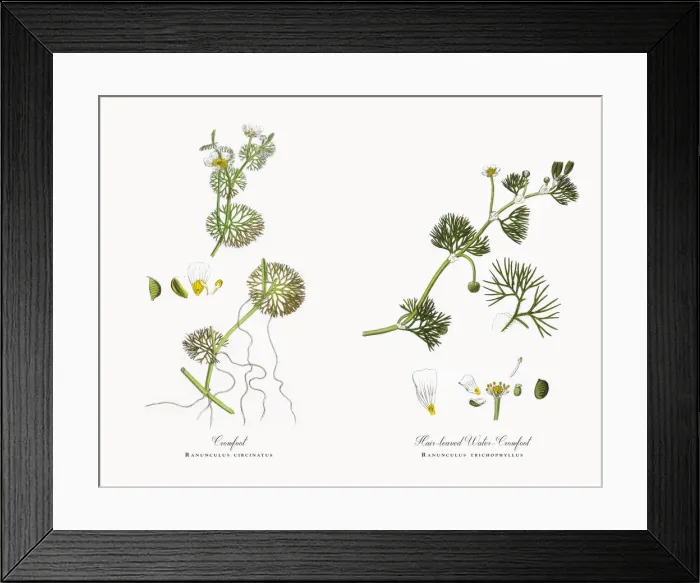 Framed Print : Crowfoot, Ranunculus circinatus, Victorian Botanical Illustration, 1863 Framed Print : Crowfoot, Ranunculus circinatus, Victorian Botanical Illustration, 1863