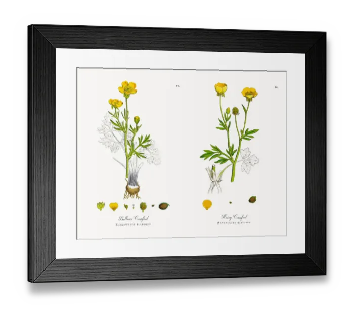 Framed Print : Bulbous Crowfoot, Ranunculus bulbosus, Victorian Botanical Illustration, 1863