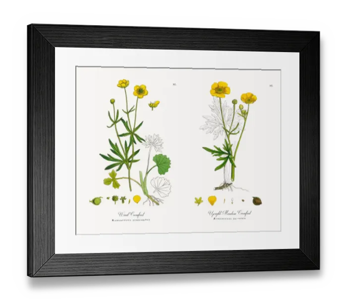 Framed Print : Wood Crowfoot, Ranunculus auricornus, Victorian Botanical Illustration, 1863 Framed Print : Wood Crowfoot, Ranunculus auricornus, Victorian Botanical Illustration, 1863